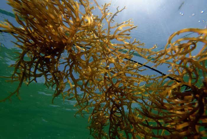 Emerging U.S. Seaweed Sector: Does San Francisco Bay Area Have a Role?
